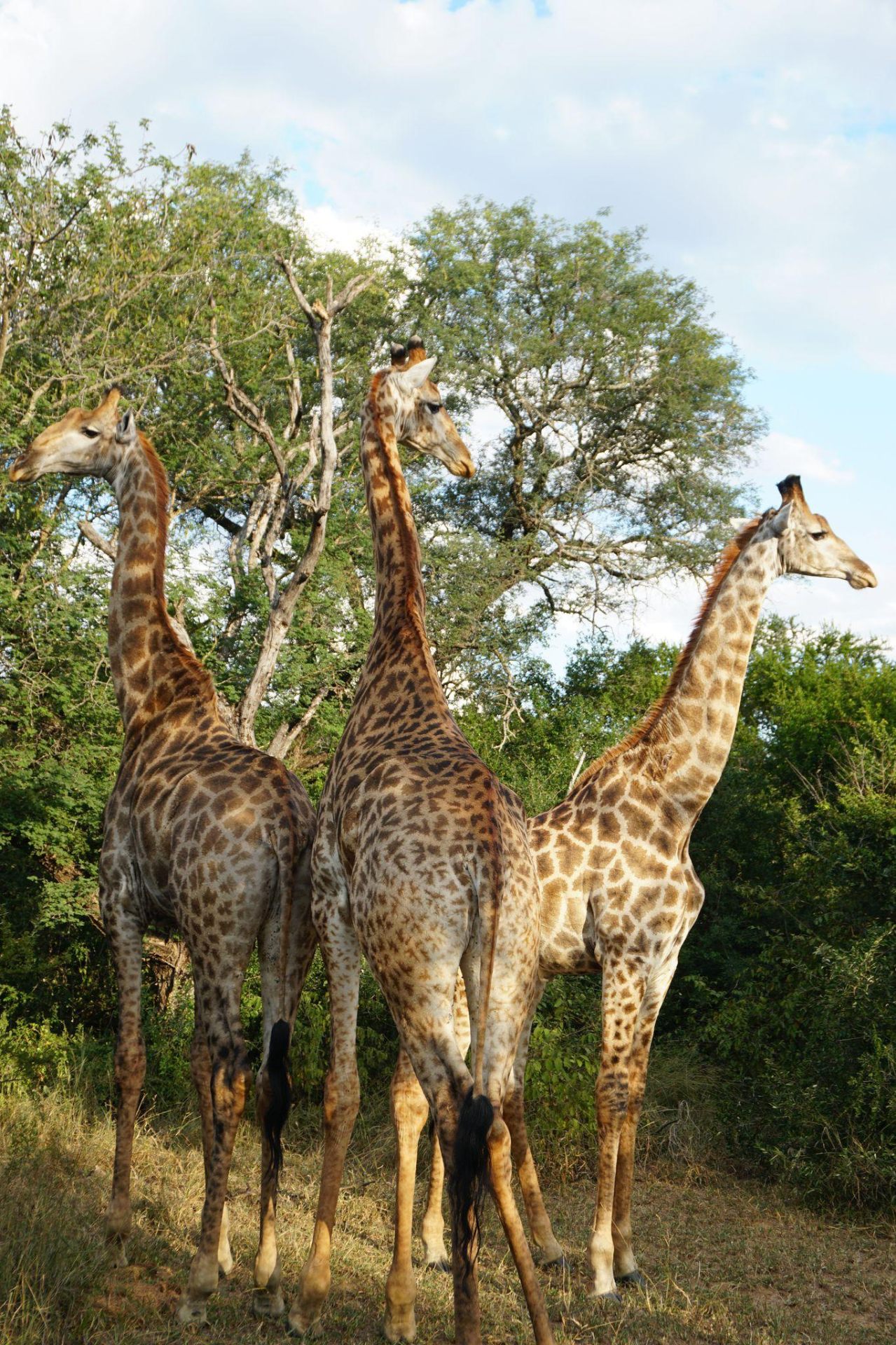Giraffes at dusk — Kruger